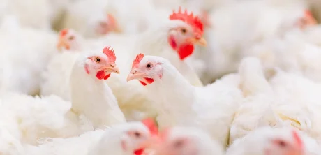 Flock of broiler chickens in intensive production, highlighting modern poultry nutrition challenges.