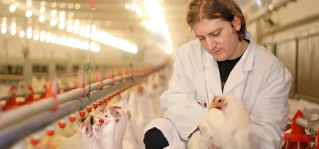 Spécialiste en élevage examinant un poulet dans un bâtiment avicole moderne, exemple de suivi en nutrition animale.