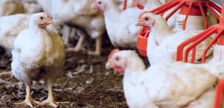 Broiler chickens on litter in a modern poultry farm, highlighting specialized animal nutrition practices.