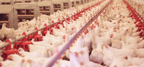 Broiler chickens in intensive poultry housing, gathered around an automated feeding system.