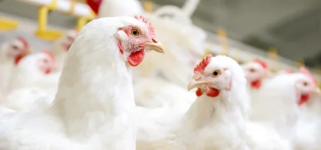 Gros plan sur des poulets de chair élevés en bâtiment, illustrant les pratiques de nutrition avicole moderne.
