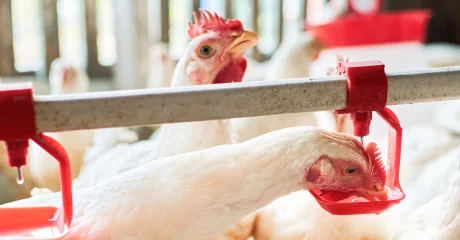 Chickens drinking from an automatic watering system, showing modern poultry farming and animal nutrition practices.