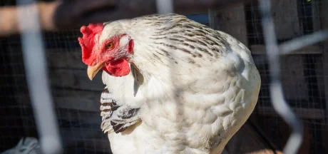 Primer plano de un pollo en un corral, ilustrando la producción avícola vinculada a la nutrición animal.
