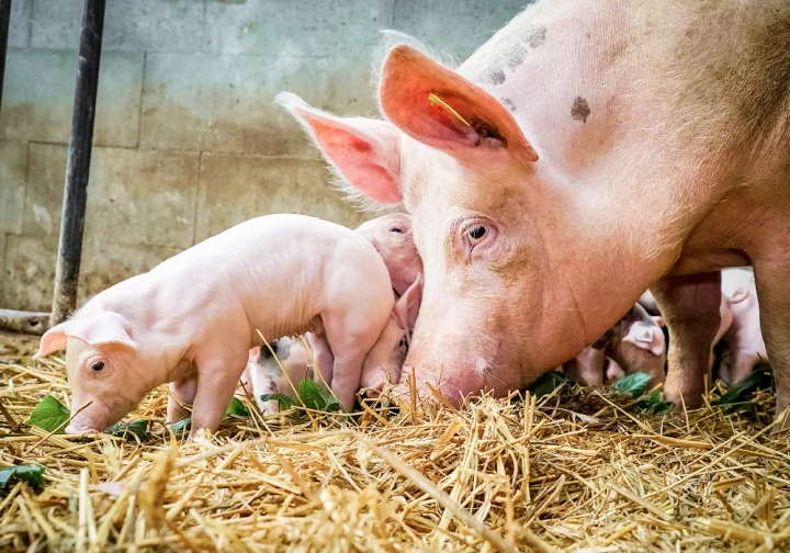 Cerda y lechones comiendo paja en establo, reflejando la importancia de la nutrición animal en la producción porcina.