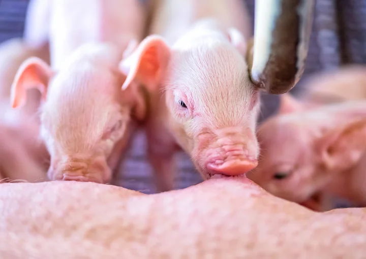Newborn piglets suckling in swine maternity, highlighting early-stage animal nutrition in modern pig production.