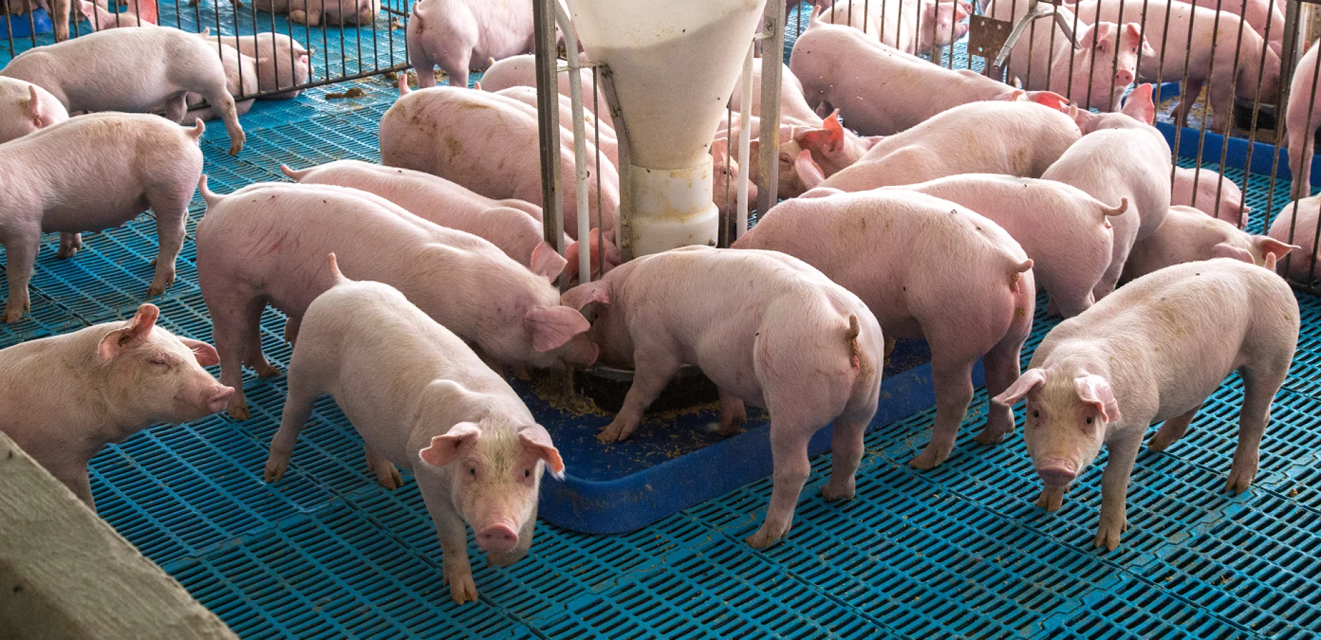 Group of piglets eating from an automatic feeder in a pig facility, showcasing swine animal nutrition.