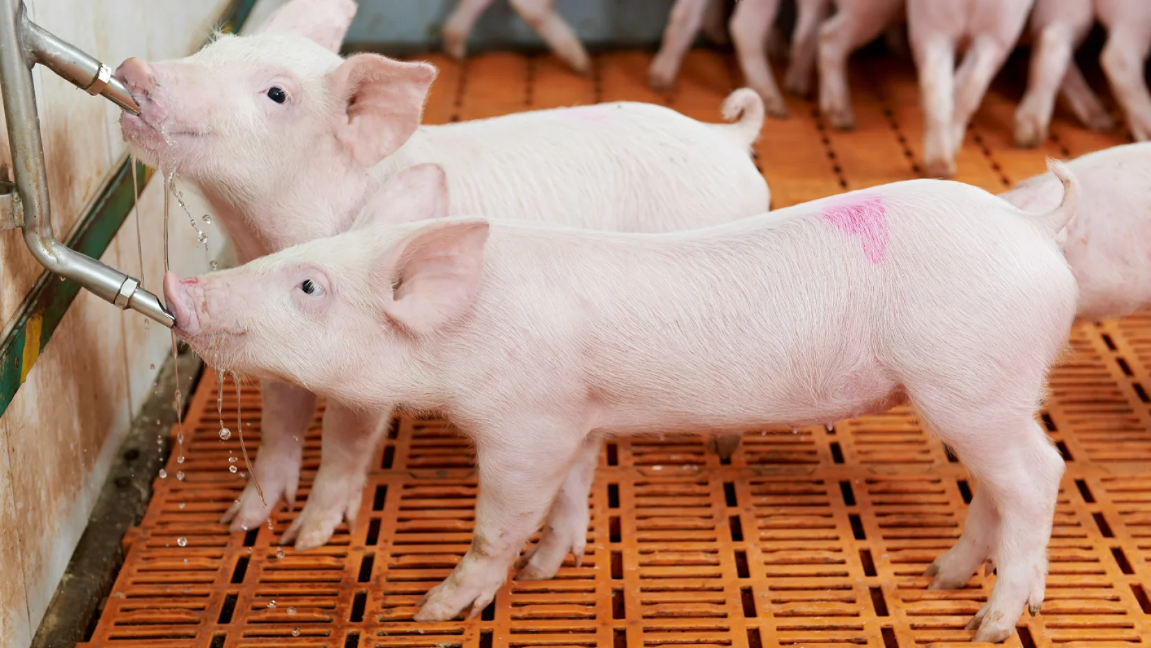 Two piglets drinking from an automatic waterer in a barn, highlighting hydration management in swine production.