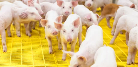 Healthy piglets on yellow slatted flooring in a modern swine facility, showcasing optimized animal nutrition practices.