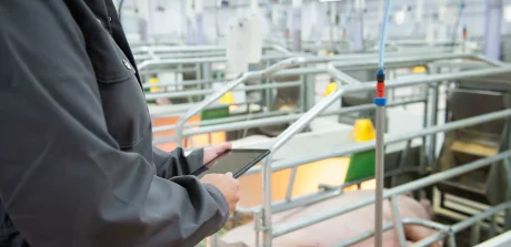 Swine farm technician using a tablet to monitor nutritional performance in a modern farrowing facility.