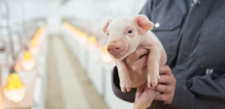 Piglet held by a technician in a swine facility, highlighting care and specialized swine nutrition practices.