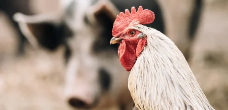 Close-up of a rooster with a blurred pig in the background on a mixed poultry and swine farm.