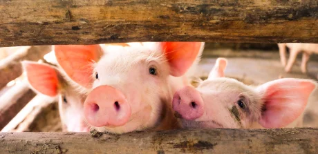 Curious piglets peeking through a wooden fence at a swine farm.