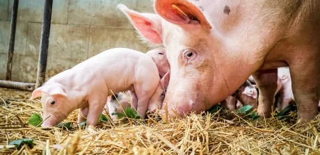 Cerda y lechones comiendo paja en establo, reflejando la importancia de la nutrición animal en la producción porcina.