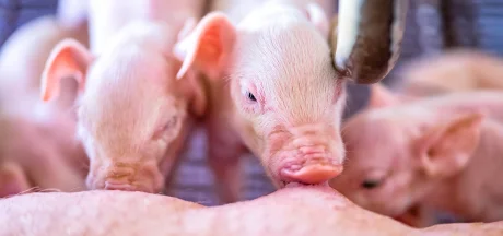 Newborn piglets suckling in swine maternity, highlighting early-stage animal nutrition in modern pig production.