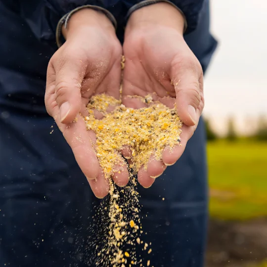 Hands holding ground cereal grains, showing enzyme technology’s role in improving raw material use in animal feed production.