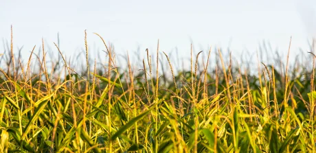 Champ de blé en période de maturité sous ciel clair, illustrant les sources de substrats enzymatiques pour l’alimentation animale.