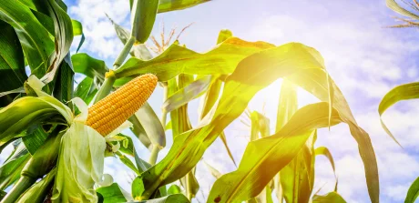 Close-up of corn ear on plant under sunny sky, highlighting a key raw material in sustainable animal nutrition solutions.