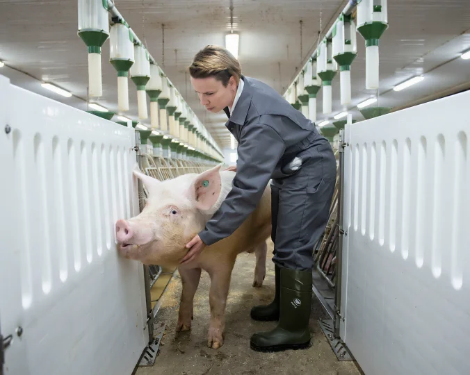 Technician examining a sow in a modern swine research facility focused on animal nutrition.