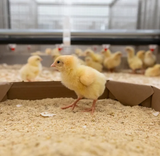 Chick in a research setting for animal nutrition, on sand litter with drinker system visible in the background.