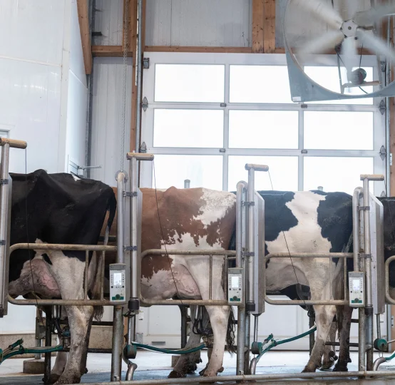 Dairy cows in a research station, connected to an automated milking system for animal nutrition studies.