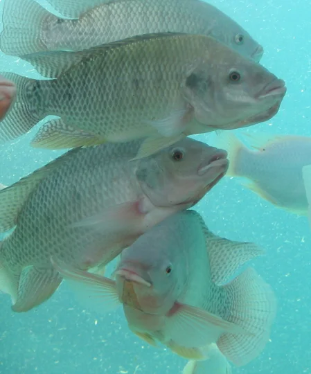 Groupe de tilapias nageant en bassin, illustrant la production aquacole et les besoins en nutrition de précision.