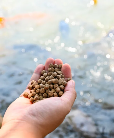 Main tenant des granulés de nutrition aquacole prêts à être distribués en bassin, illustrant la précision alimentaire.