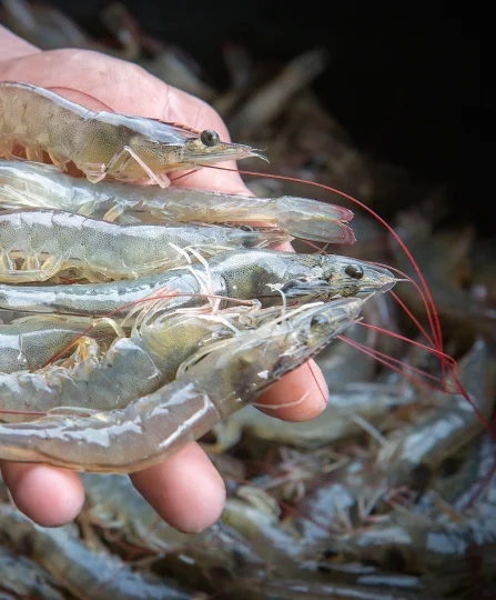 Main tenant plusieurs crevettes d’élevage vivantes, illustrant la qualité zootechnique en aquaculture.