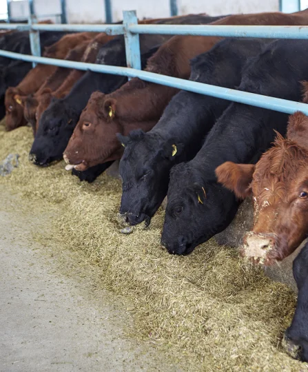 Bovins de boucherie bruns et noirs mangeant du fourrage dans une étable, illustrant une alimentation de qualité pour la viande.