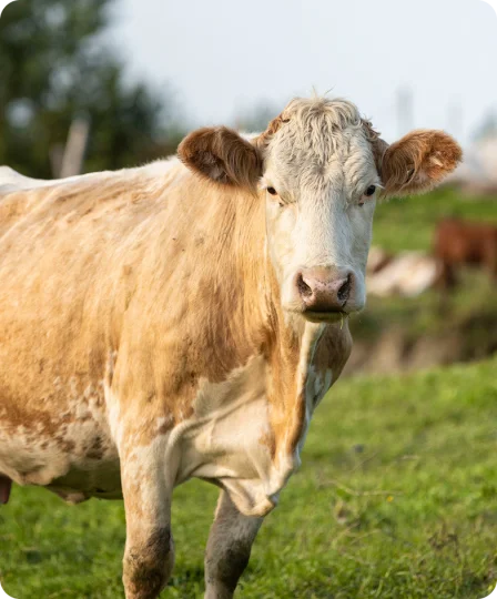 Vache blonde en pâturage, illustrant une croissance pondérale saine grâce à une nutrition de précision en élevage bovin.
