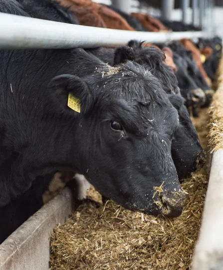 Bovins noirs en parc d’engraissement consommant une ration de fibres, illustrant les enjeux de perte au transport.