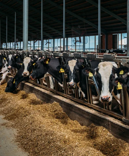 Dairy cows feeding in a freestall barn, representing colostrum quality management in modern dairy production.
