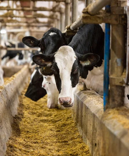 Dairy cows in freestall barn eating TMR feed, supporting energy balance management in dairy nutrition.