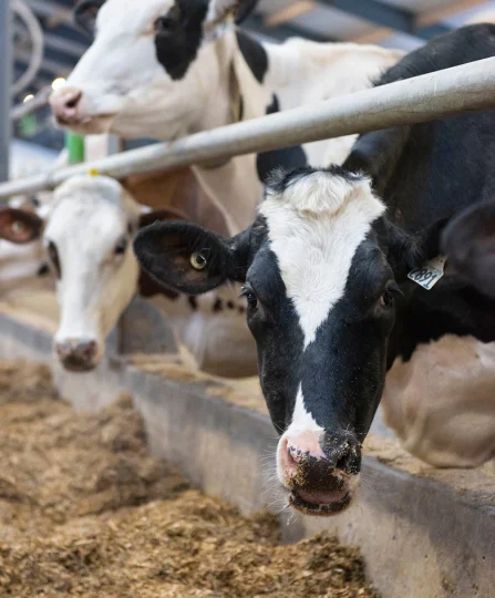 Dairy cows eating in barn, highlighting feed efficiency as a key factor in modern dairy nutrition strategies.
