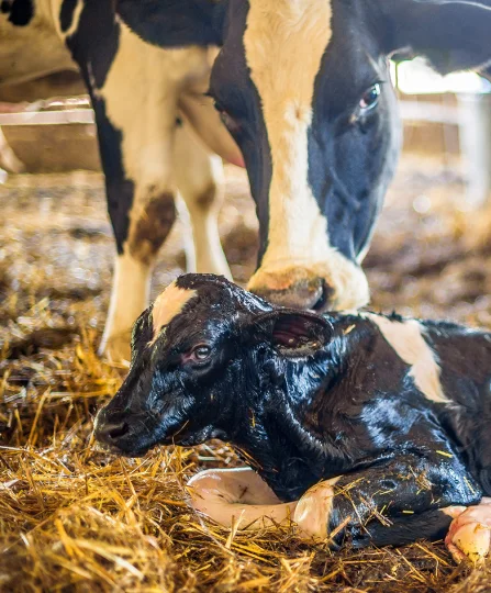 Cow licking her newborn calf on straw bedding, highlighting herd health importance in dairy cattle nutrition.
