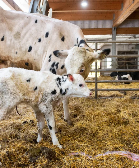 Cow with newborn calf in barn, illustrating herd health and the role of dairy nutrition in early-life care.