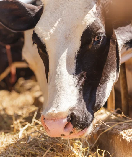 Close-up of a Holstein dairy cow eating hay, highlighting nutrition’s role in improving reproductive performance.