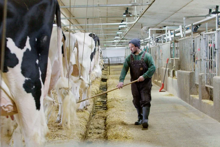 A dairy farmer tends to cows in a barn, reflecting sustainable practices supported by Jefo in animal nutrition.