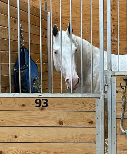 White horse in stall number 93, highlighting stable management and equine nutrition care.