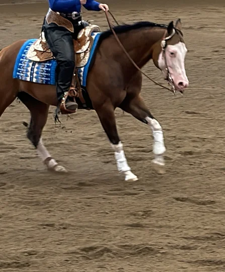 Horse in motion during an equestrian event, showcasing performance and targeted equine nutrition.