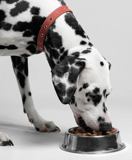 Dalmatien mangeant des croquettes dans une gamelle en inox, illustrant la stabilité des nutriments pour animaux de compagnie.