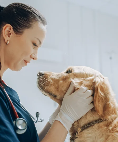 Vétérinaire examinant un chien avec douceur, illustrant l’importance de la digestibilité en nutrition animale pour animaux de compagnie.