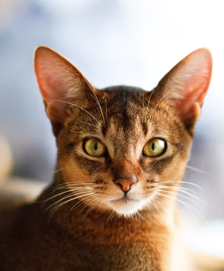 Portrait rapproché d’un chat aux yeux dorés, illustrant l’importance de la santé digestive en nutrition animale.