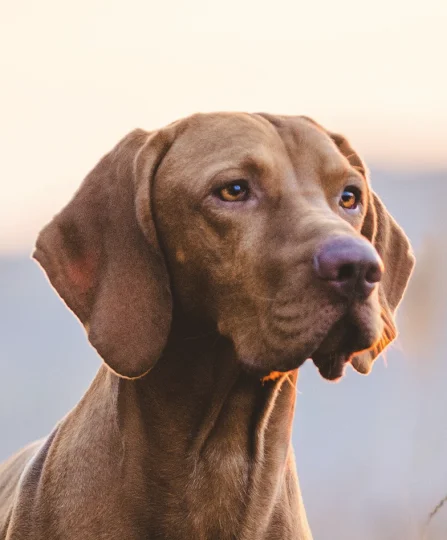 Portrait d’un chien brun au regard alerte, symbolisant le soutien immunitaire via une nutrition animale adaptée aux animaux de compagnie.