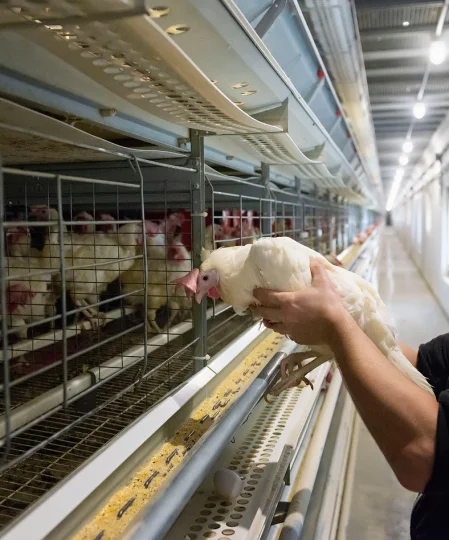Éleveur manipulant une poule pondeuse dans un système en cage, illustrant le suivi en nutrition avicole de précision.
