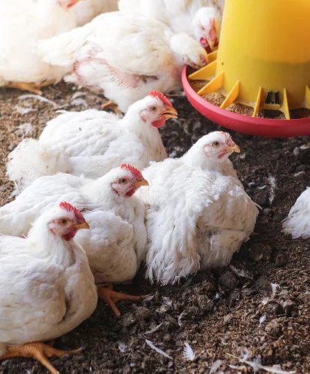 Poulets de chair groupés autour d’un distributeur d’aliments, illustrant la nutrition de précision en production avicole.
