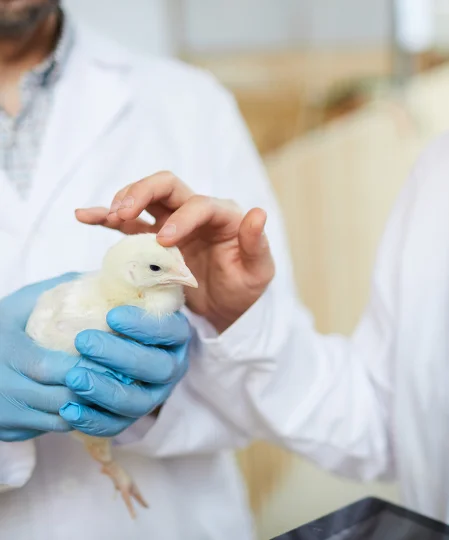 Scientifique en blouse tenant un poussin pour évaluation, illustrant la nutrition de précision en production avicole.