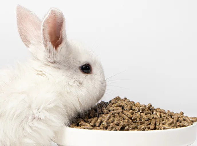 Young white rabbit eating pellets from a bowl, highlighting animal nutrition in commercial rabbit production.