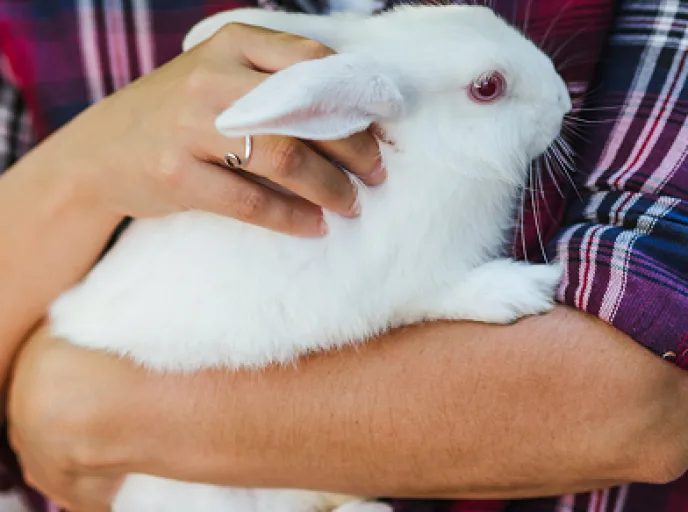 White rabbit held in a person’s arms, representing animal welfare and nutrition in rabbit production systems.