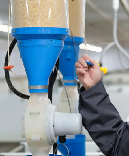 Adjusting an automated feeding system for pigs in a livestock facility focused on precision animal nutrition.