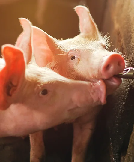 Two piglets drinking from a waterer, highlighting the key role of hydration in swine health and nutrition.